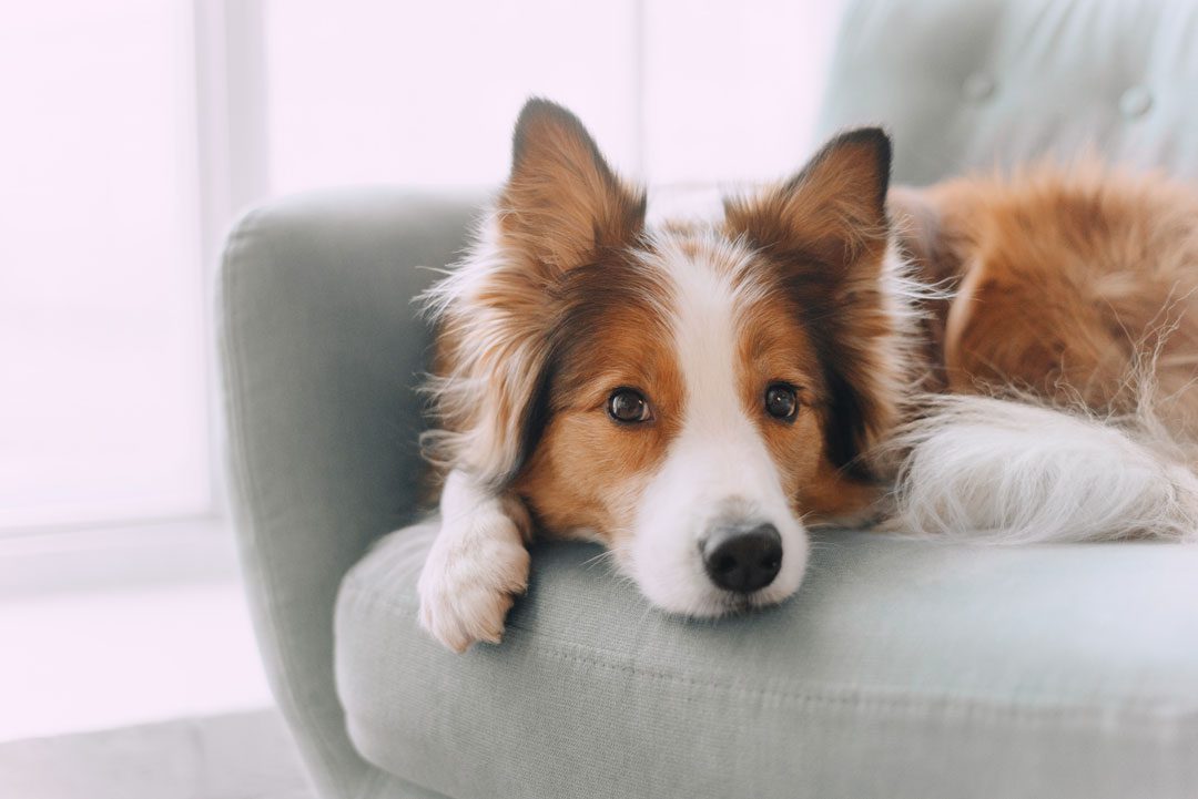 Collie Laying On The Couch