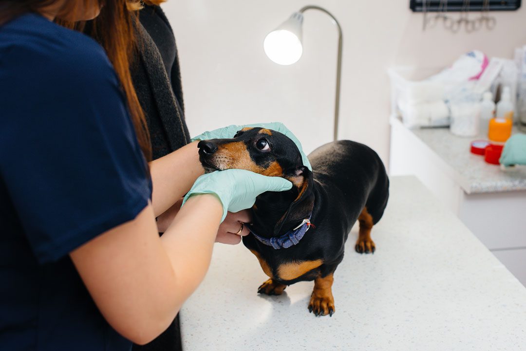 veterinarians examining dachshund