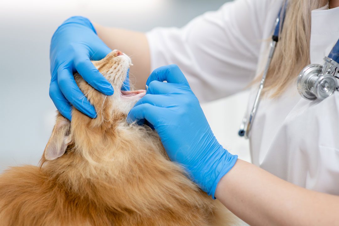 female veterinarian examining orange cat's teeth