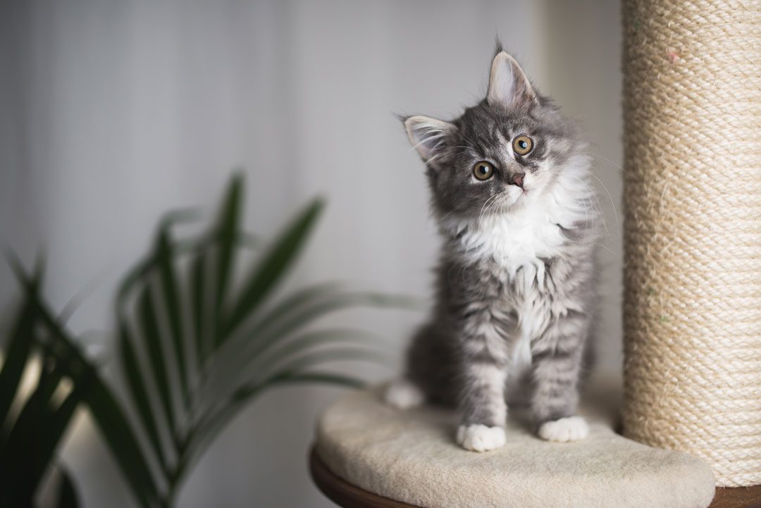 gray kitten sitting on cat tower with head tilted to the side