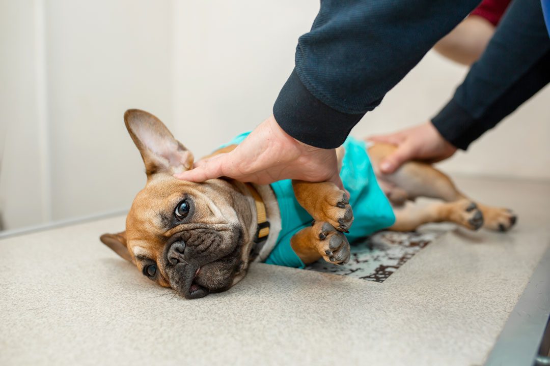 Veterinarian Prepping A Dog For An X Ray