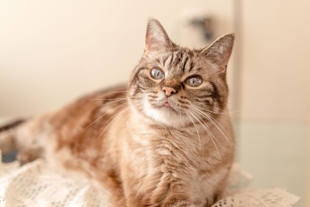 pretty senior cat laying on a table