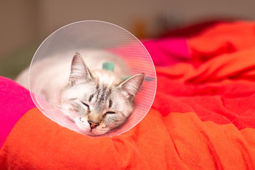 cat sleeping on blanket wearing a cone