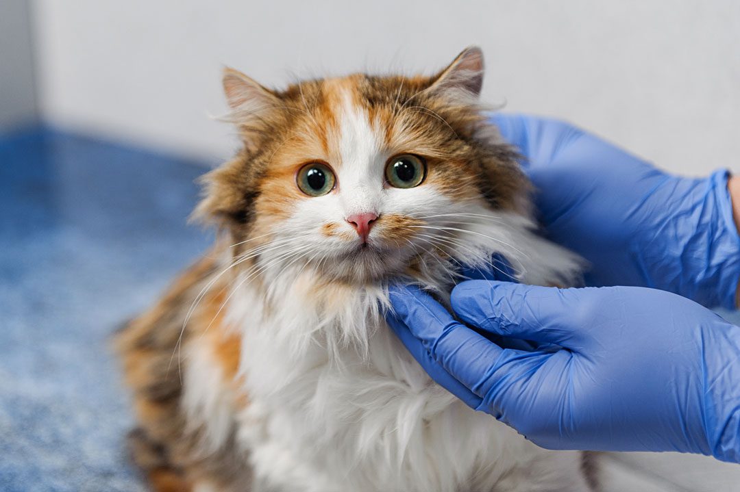 veterinarian examining fluffy calico cat