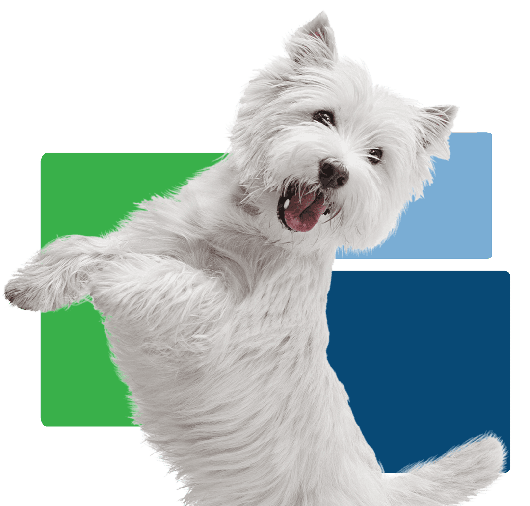 exciting white dog jumping up with three colored squares behind them