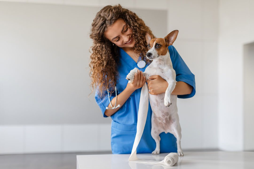 Female Vet Bandaging Dogs Paw