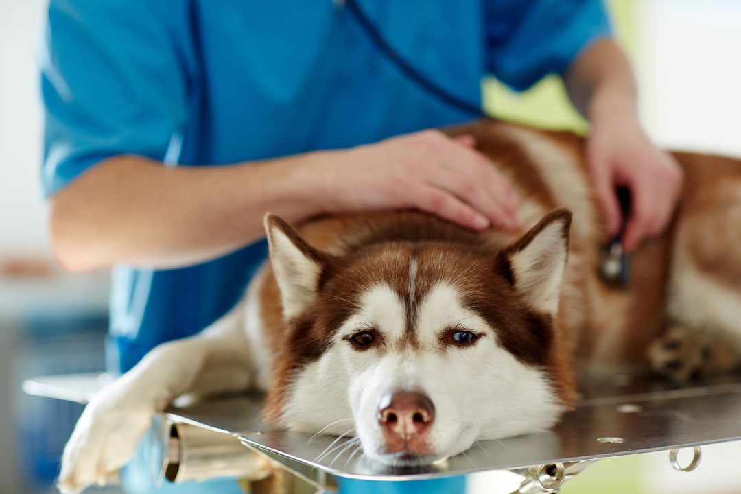 veterinarian examining a sick husky